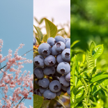 HFDPC 外泌體示意圖