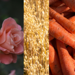 HFDPC 外泌體示意圖